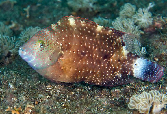  Cheilinus chlorourus (Floral Wrasse)